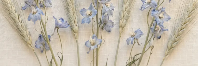 青い花と麦の穂